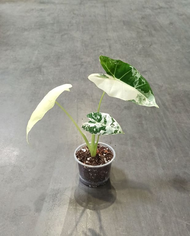 alocasia frydek variegata