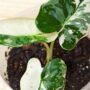 Alocasia frydek variegata baby