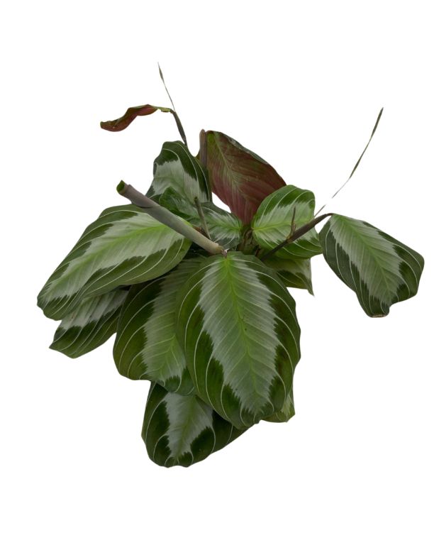 Maranta leuconeura Silver Band