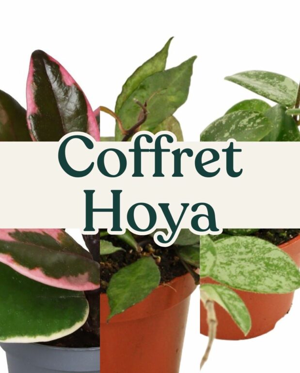 coffret hoya