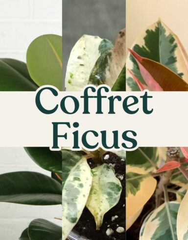 coffret ficus