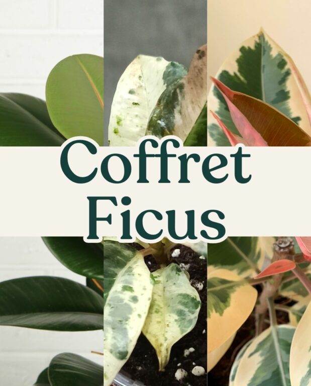 coffret ficus