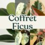 coffret ficus