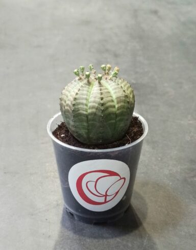 Euphorbia obesa