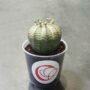 Euphorbia obesa