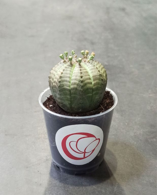 Euphorbia obesa