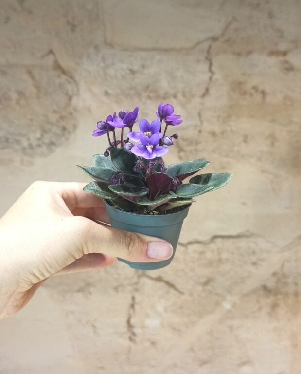 saintpaulia violet