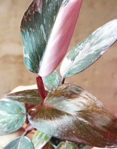 Philodendron Pink Princess Marble alternative