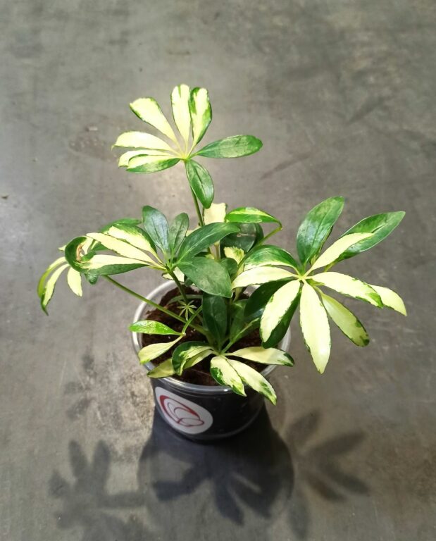 Schefflera arboricola Janine