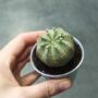 Euphorbia obesa