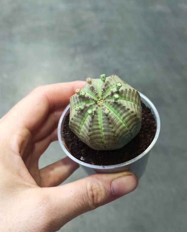 Euphorbia obesa