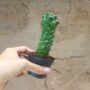Euphorbia Ritchiei cactus cowboy