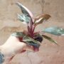 Philodendron Pink Marble