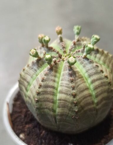 Euphorbia Obesa alternative