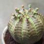 Euphorbia obesa