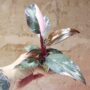 Philodendron Pink Marble