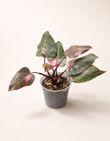 philodednron pink princess marble