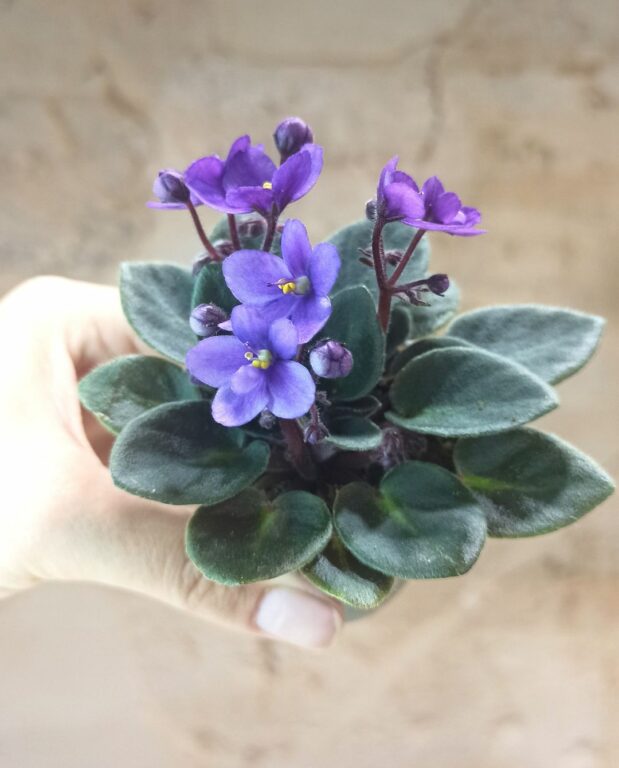 saintpaulia violet