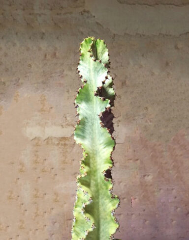 Euphorbia Ingens Variegata alternative