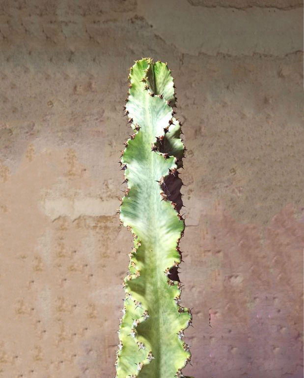 Euphorbia Ingens Variegata