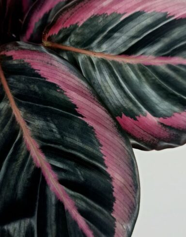 Calathea Dottie alternative