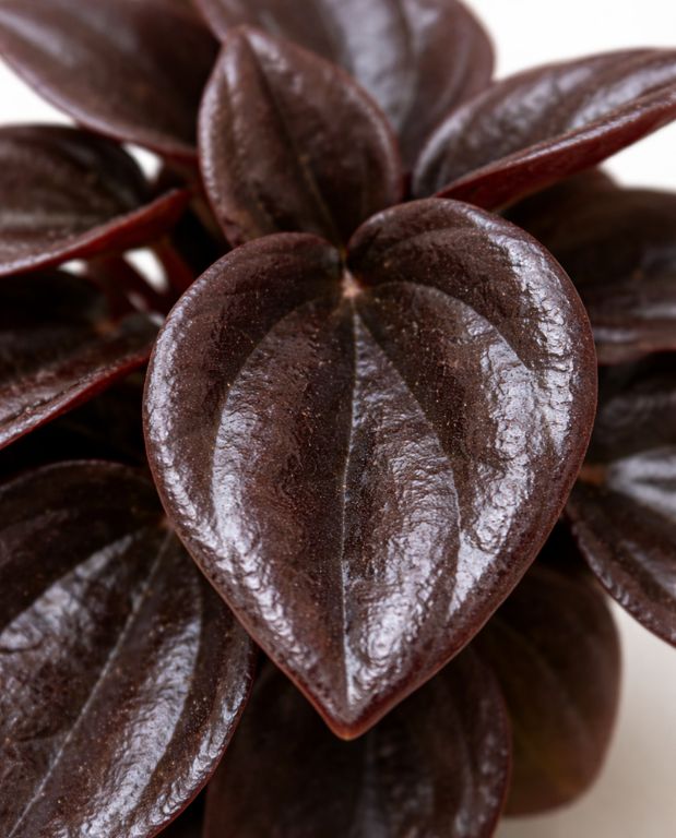 peperomia caperata cayenne