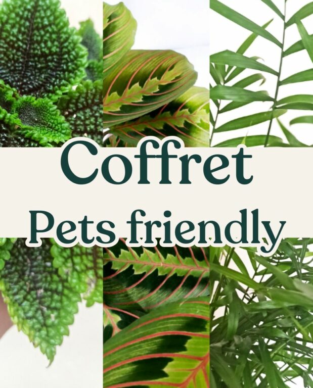 coffret plantes pets friendly