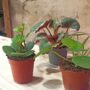 Coffret trio Baby Plantes