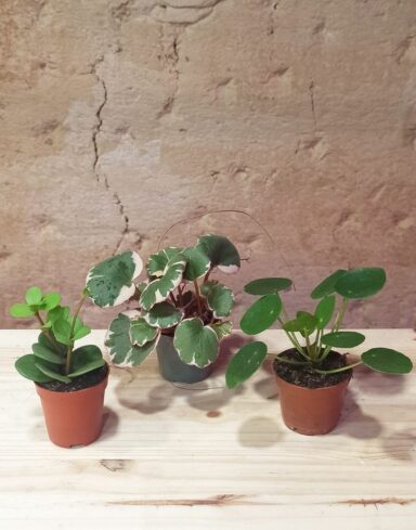 Coffret trio Baby Plantes alternative
