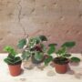 Coffret trio Baby Plantes