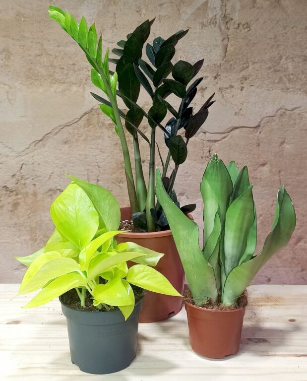 Coffret trio plantes increvables