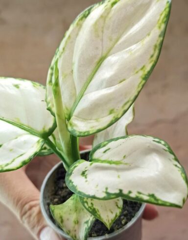 Aglaonema Snow Flake alternative