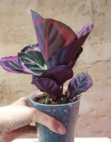 calathea dottie