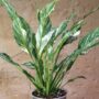 Spathiphyllum Diamond Variegata