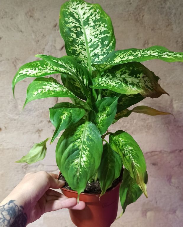 dieffenbachia