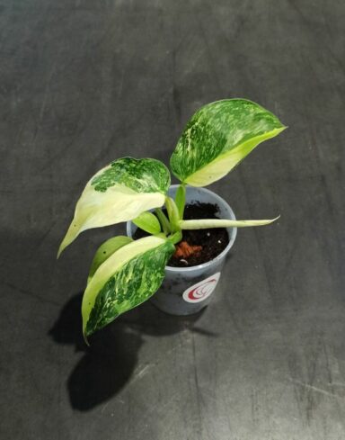 philodendron jose buono