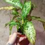 dieffenbachia