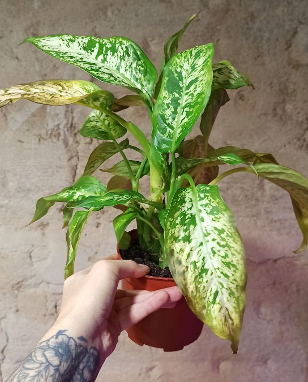 dieffenbachia