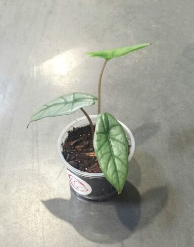 Alocasia heterophylla Corazon metallic blue