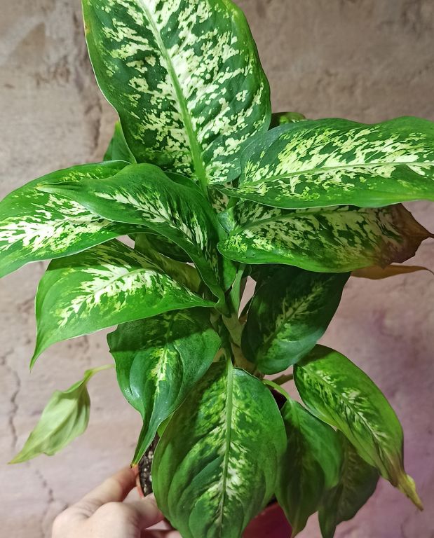 dieffenbachia