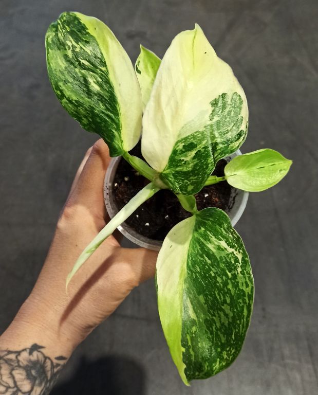 philodendron jose buono