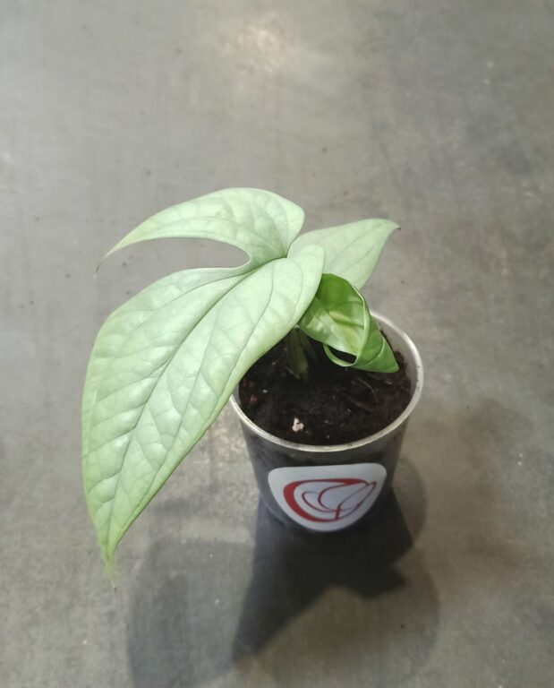 Amydrium Medium Silver