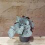 Begonia rex silver dollars