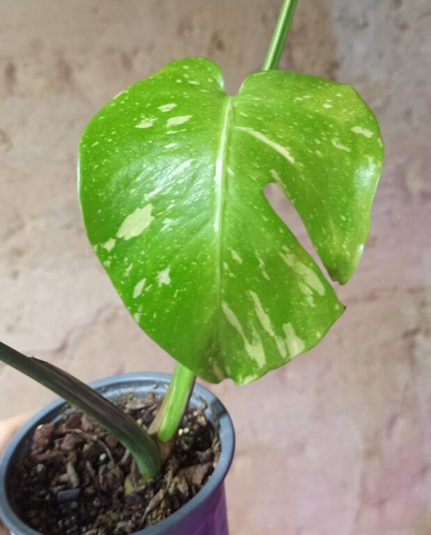 Monstera Thai constellation