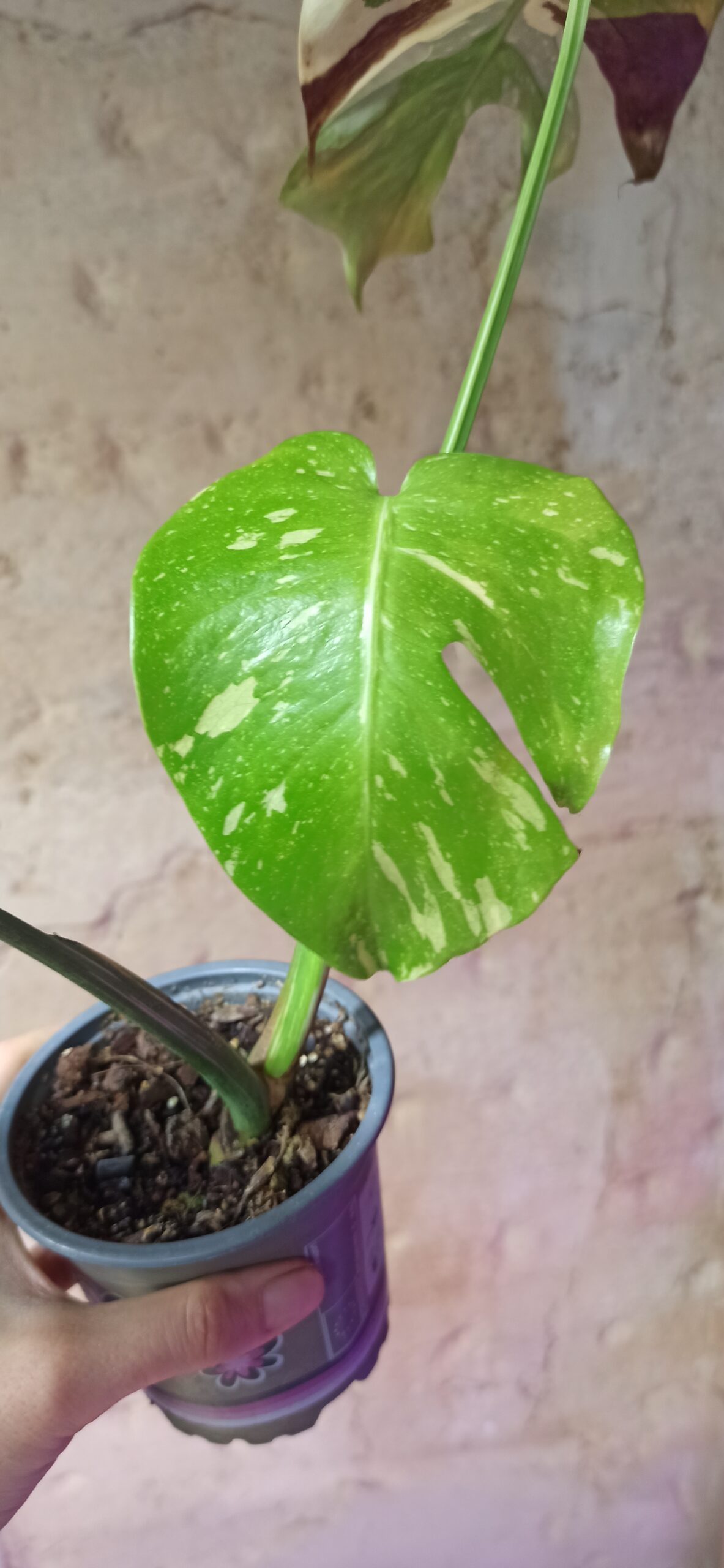 Monstera deliciosa 'Thaï Constellation' - La Plante d'Intérieur