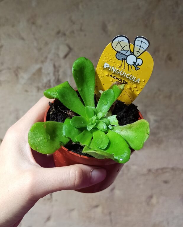 plantes carnivores