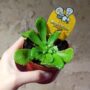 plantes carnivores