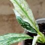 Spathiphyllum Sensation Variegata