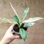 Spathiphyllum Sensation Variegata