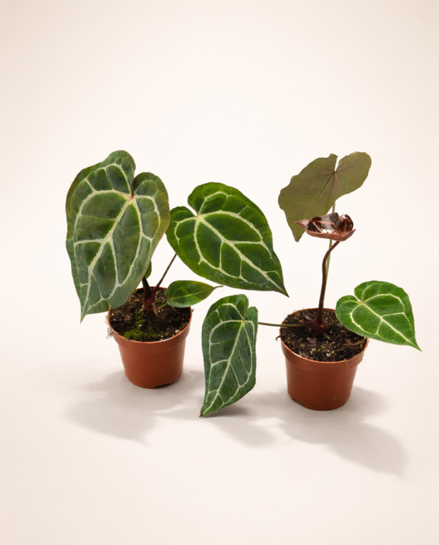 anthurium Crystallinum